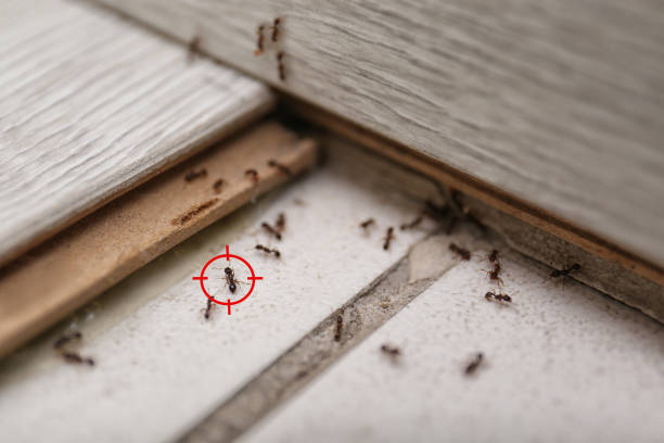 Best Pest Control Near Me  in Lagunitas Forest Knolls, CA