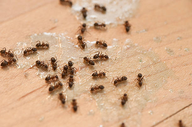  Lagunitas Forest Knolls, CA Pest Control Pros